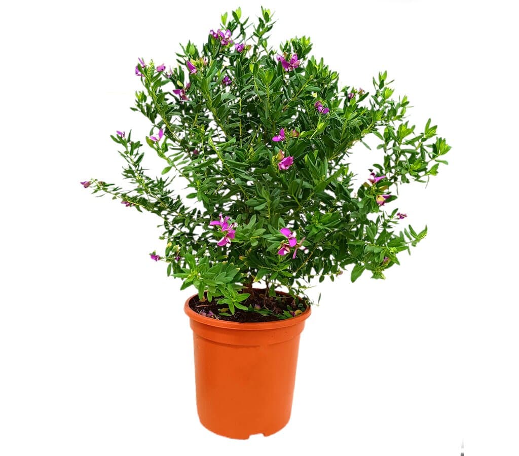 Polygala Myrtifolia M24 50cm