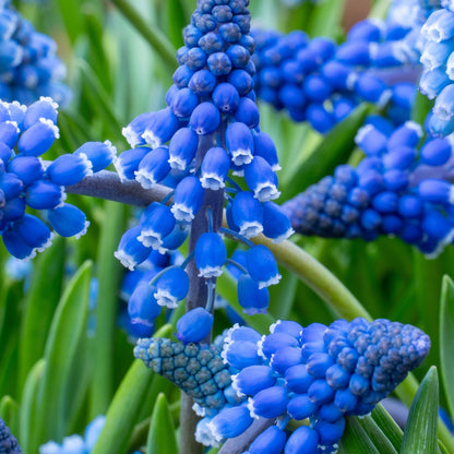 Nazarenos Azules - 200 Pzs - Muscari Armeniacum - Bulbos De Flores - Azul
