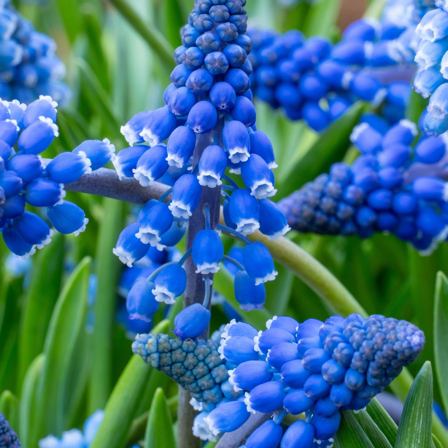 Nazarenos Azules - 100 Pzs - Muscari Armeniacum - Bulbos De Flores - Azul