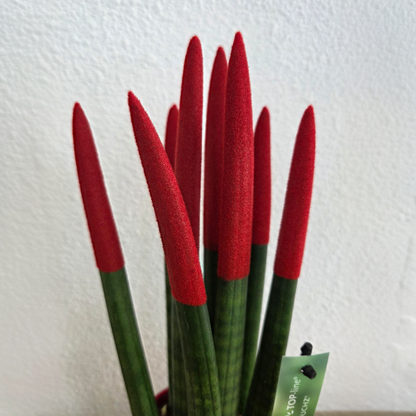 Lengua De Suegra Cilíndrica - Sansevieria Cylindrica - Altura 20-40cm - ⌀9cm_3