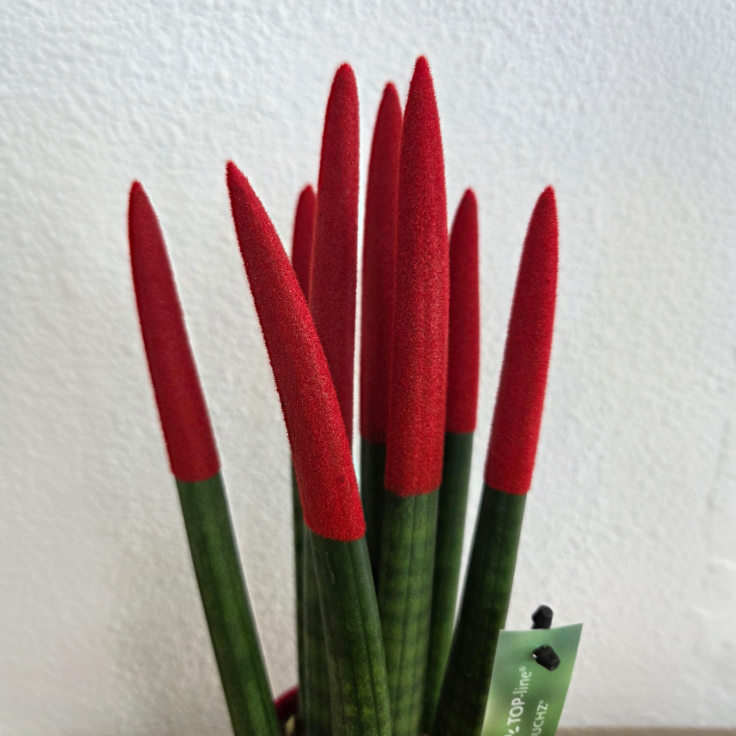 Lengua De Suegra Cilíndrica - Sansevieria Cylindrica - Altura 20-40cm - ⌀9cm