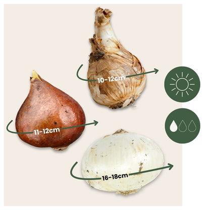 Caja Jardín Seco - 35 Bulbos Para Zonas Secas & Soleadas