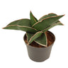 Sansevieria Samurai Planta De Interior Ø6