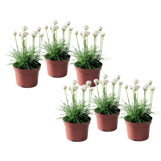 Clavel De Playas - 6 Pzs - Armeria Maritima 'deep White' - A20-30cm - ⌀12cm_0