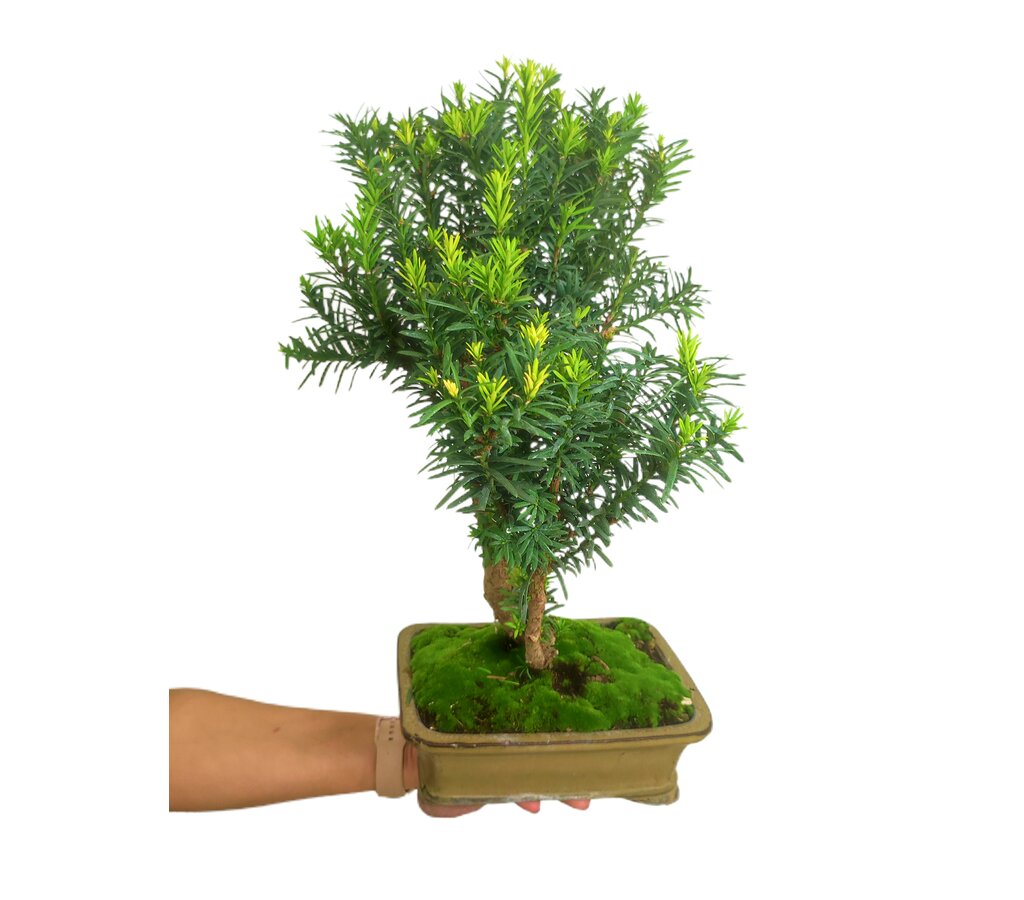 Bonsái Taxus 12 Años (tejo Común)_0