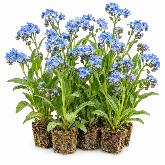 Nomeolvides Acuático - Myosotis Palustris - 12 Plantas_0