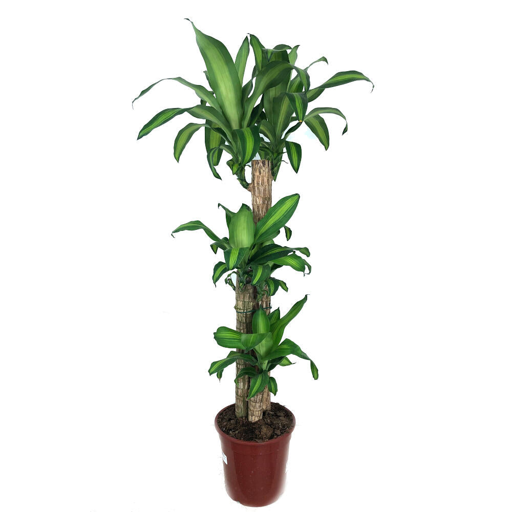 Dracena Masageana 3 Troncos 90-60-30 120cm (tronco De Brasil)_0