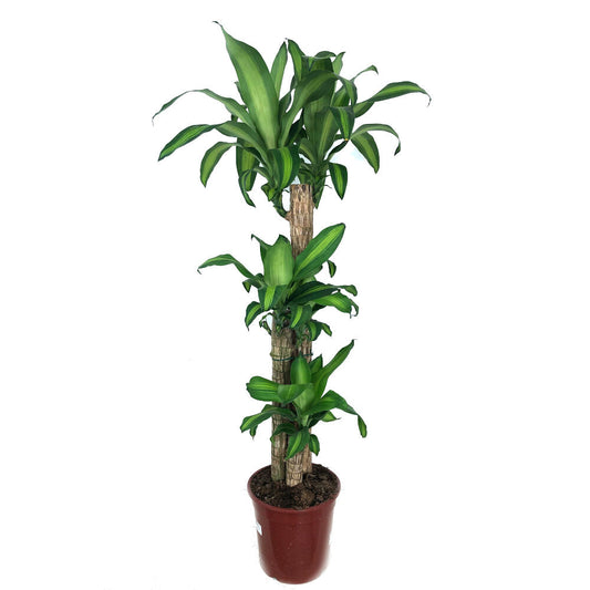 Dracena Masageana 3 Troncos 90-60-30 120cm (tronco De Brasil)_0