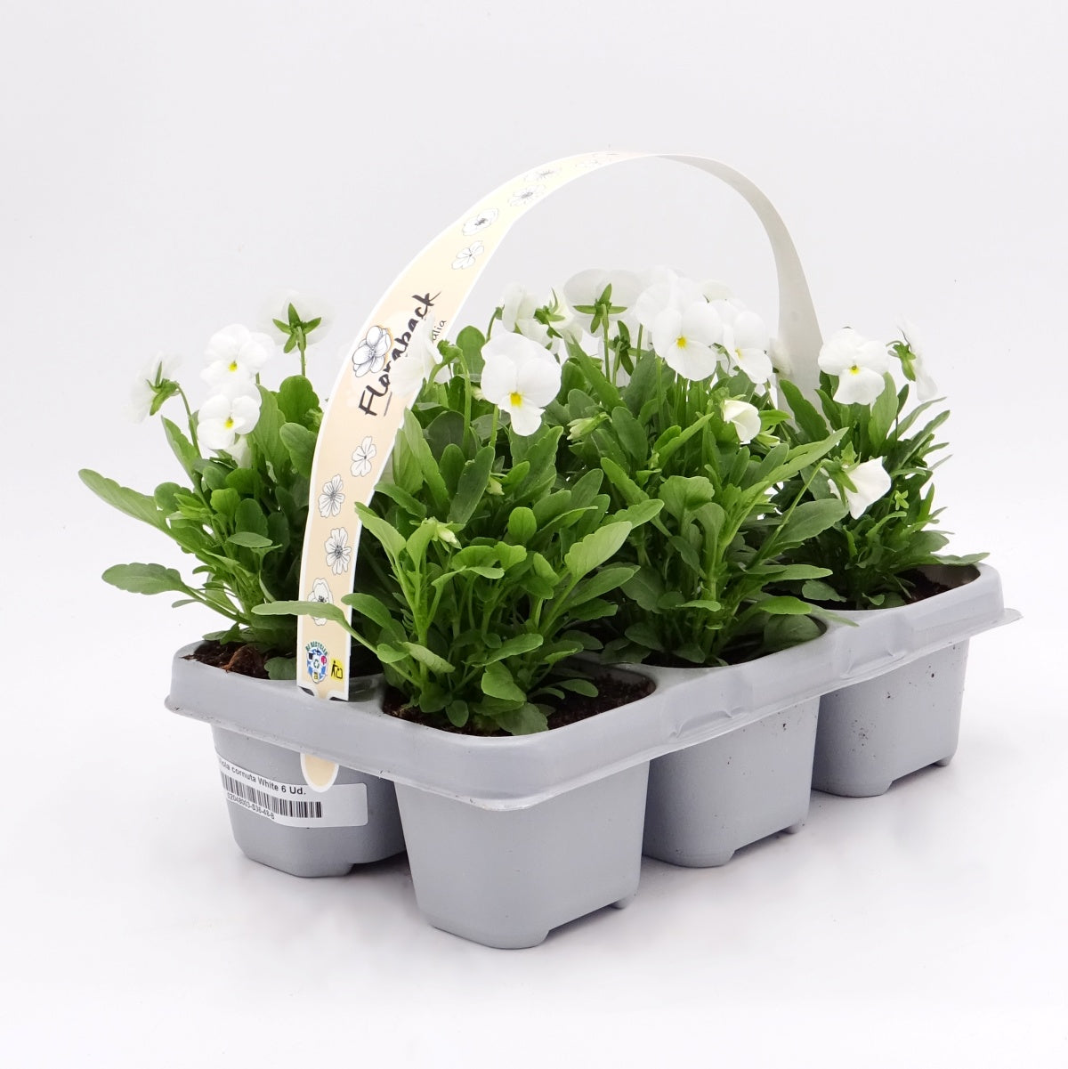 Pack Plantones Violeta Blanca 6 Ud.  Natural - Fitoralia_0