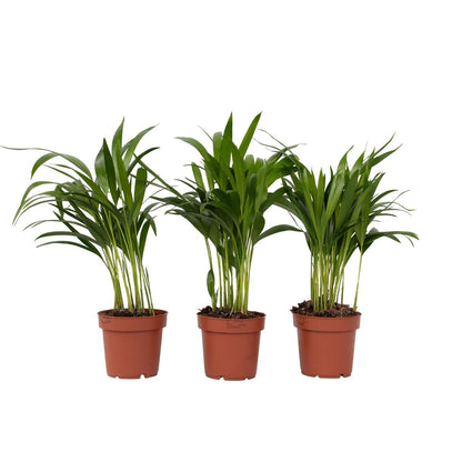 Palma Areca - 3 Pzs - Dypsis Lutescens - Altura 30-45cm - ⌀12cm