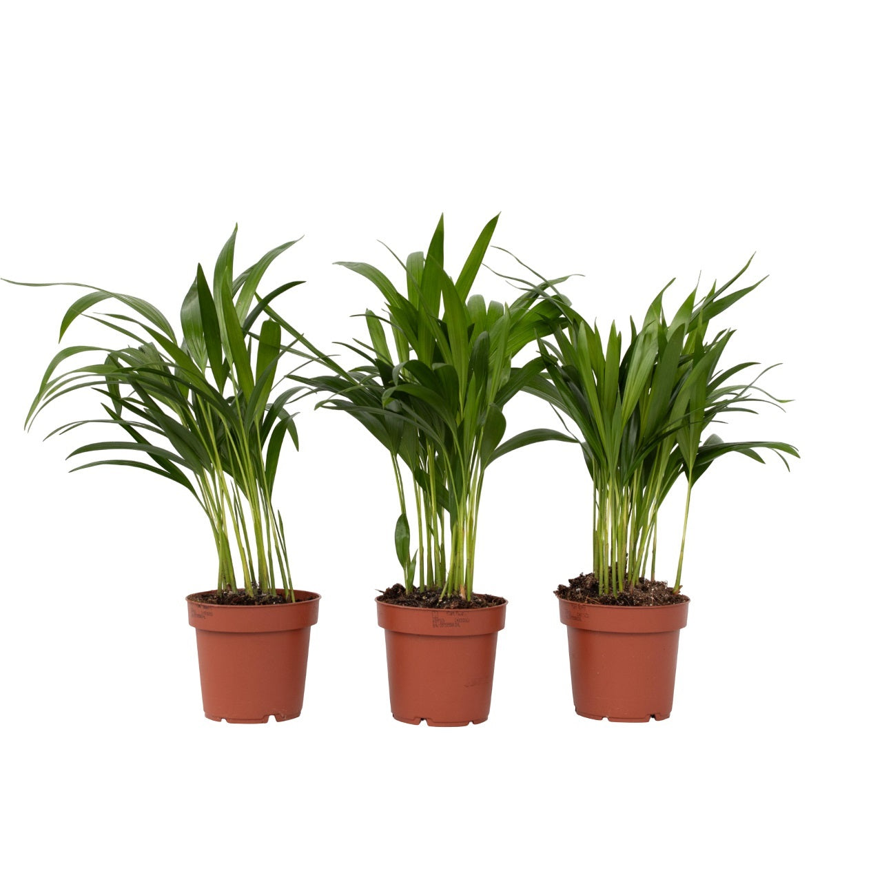 Palma Areca - 3 Pzs - Dypsis Lutescens - Altura 30-45cm - ⌀12cm_0