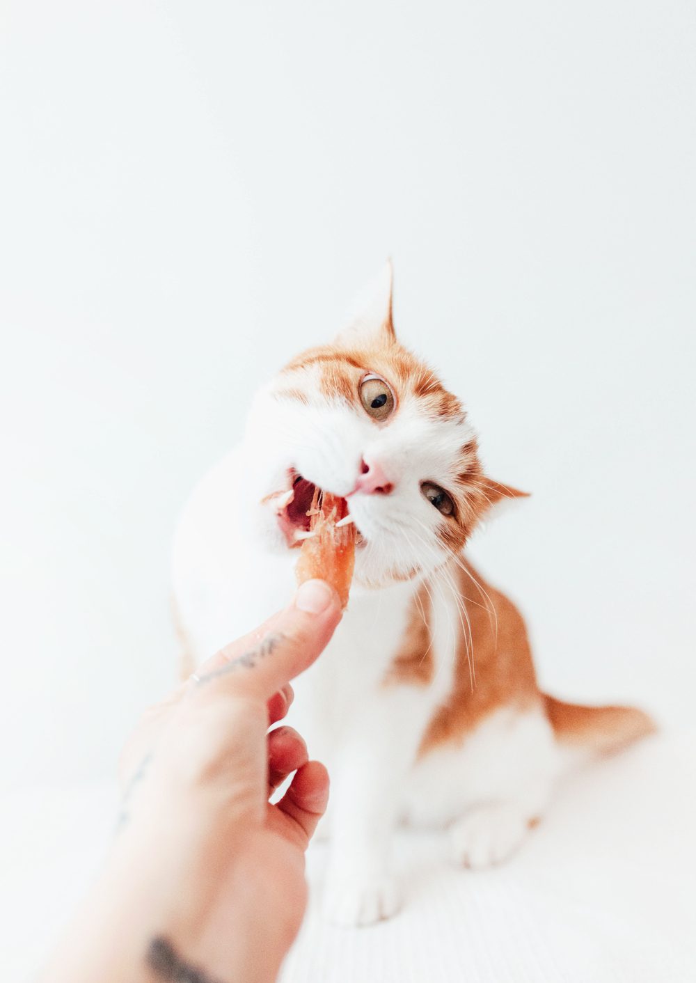 Bimordiscos Filetes De Pollo Para Perros Y Gatos - 1kg 1 Kg_2