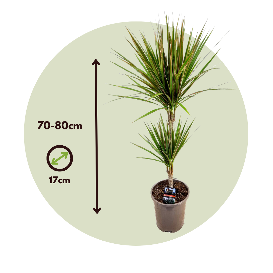 Drácena - Dracaena Marginata 'bicolor' - Altura 70-80cm - ⌀17cm_2