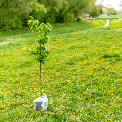 Arbochar -Enmienda con biochar para árboles- LivingChar 500L_3