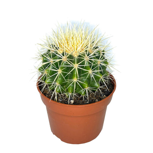 Echinocactus Grusonii M11_0