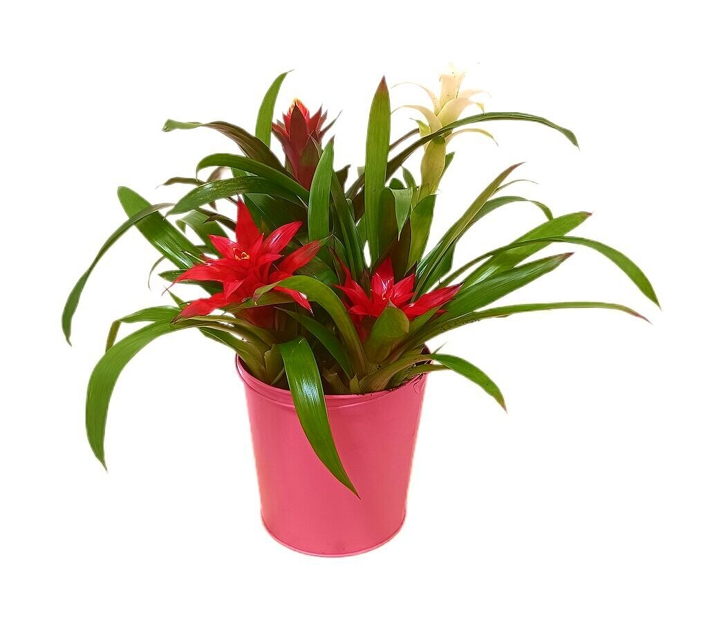 Combo Bromelia 40cm_0