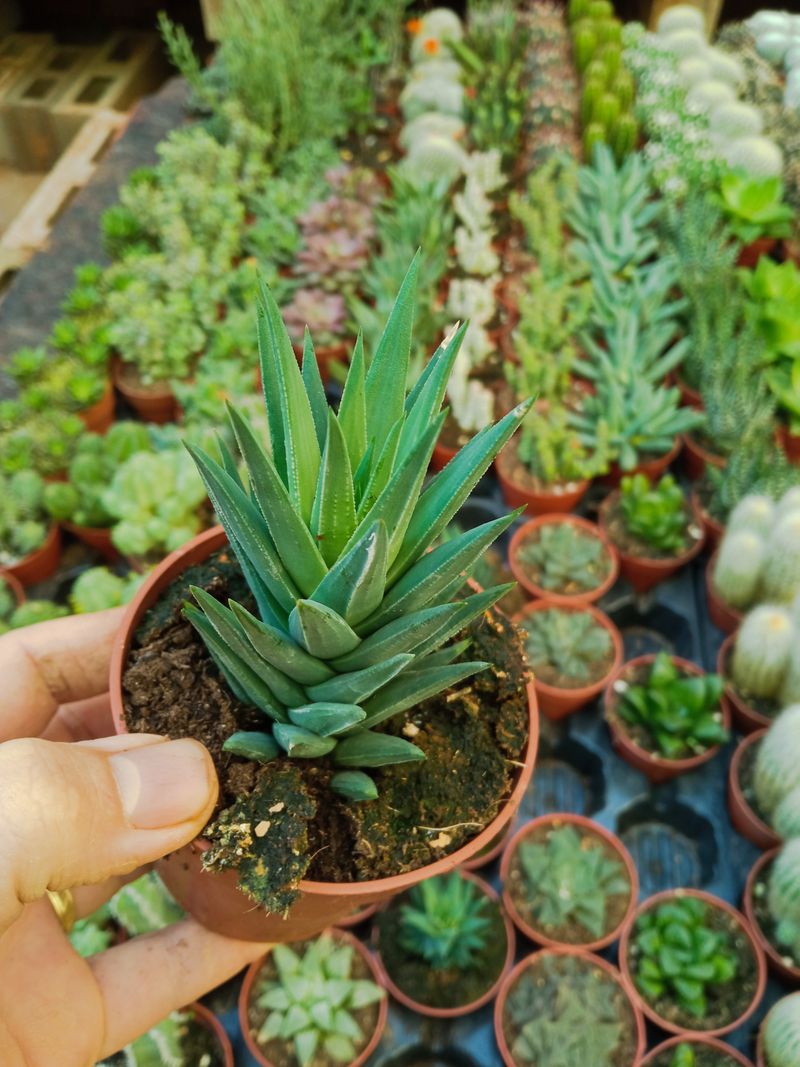 Haworthia Glauca Planta Suculenta 8 Cm_0
