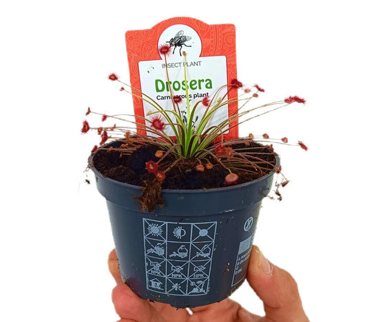 Drosera Paradoxa M9_0