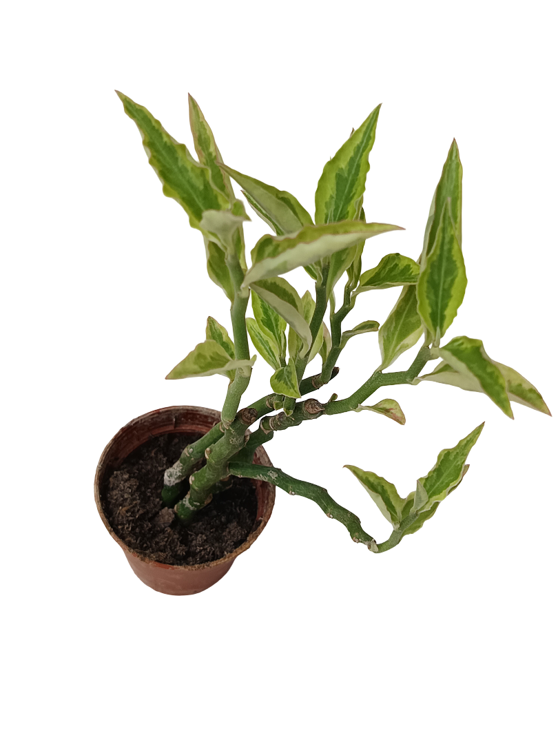 Euphorbia tithymaloides Planta Suculenta Ø5