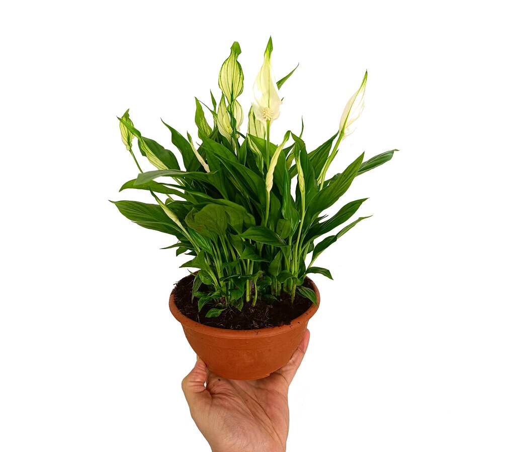 Spathiphyllum Chopin M17_0