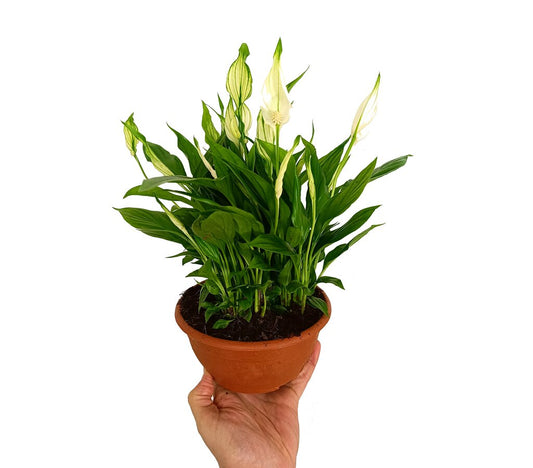 Spathiphyllum Chopin M17_0