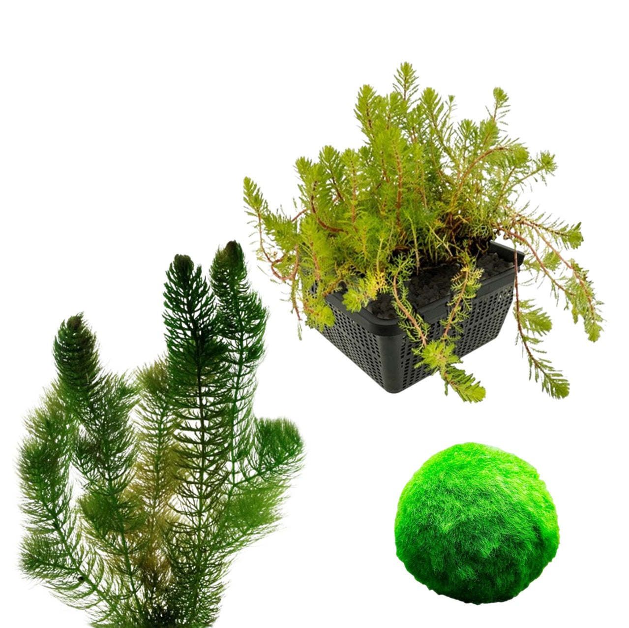 Plantas Oxigenadoras Estanque - Ceratophyllum & Myriophyllum - Set Completo_0