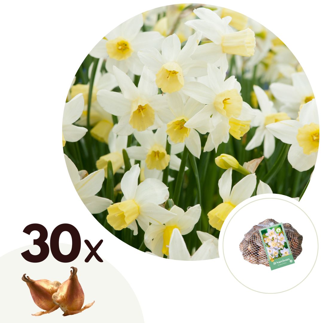 Bulbos De Narcisos - 30 Pzs - Narcissus 'botanical' - Bulbos De Flores_0