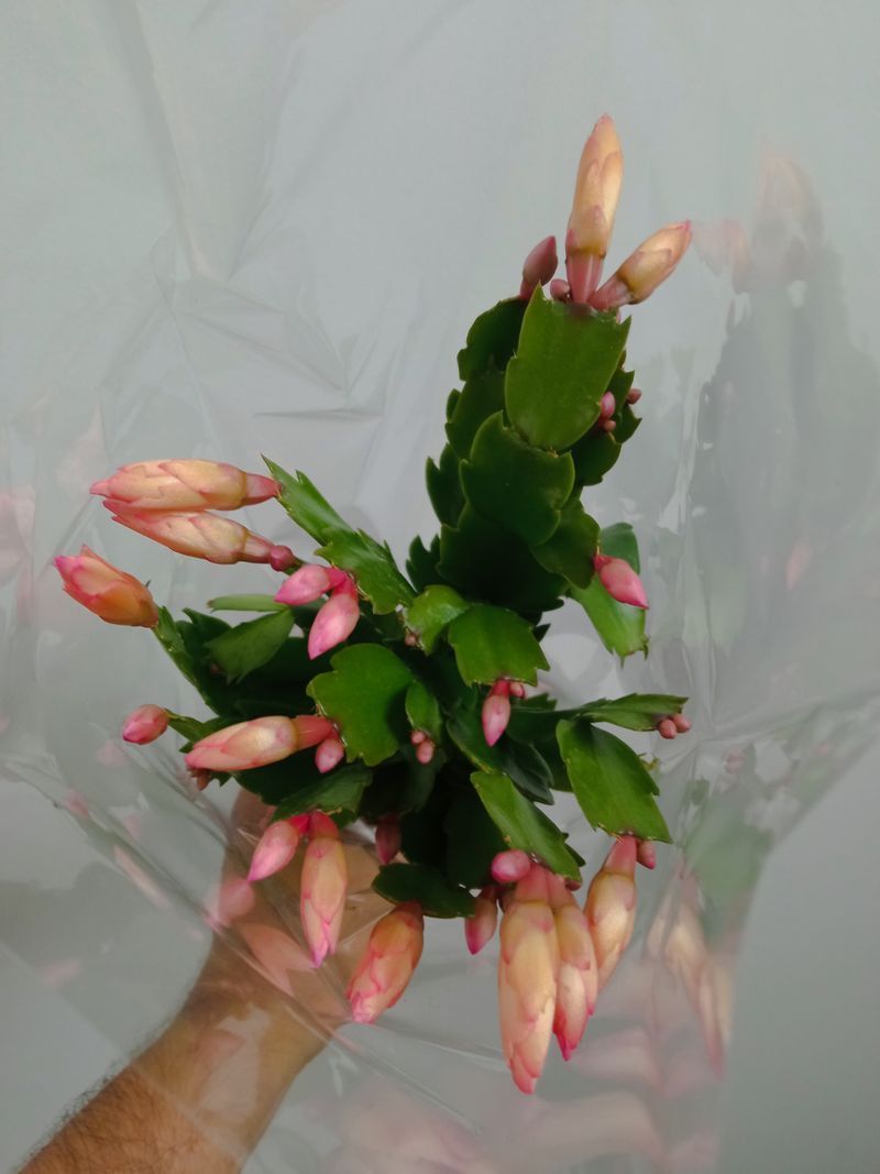 Cactus De Navidad Color Naranja Planta Interior