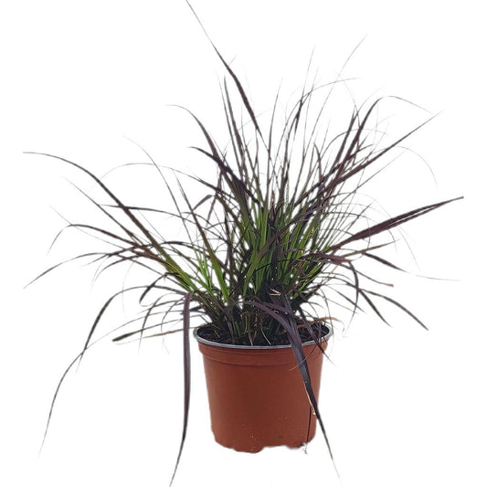 Pennisetum Setaceum Rubrum M17 25-35cm_0