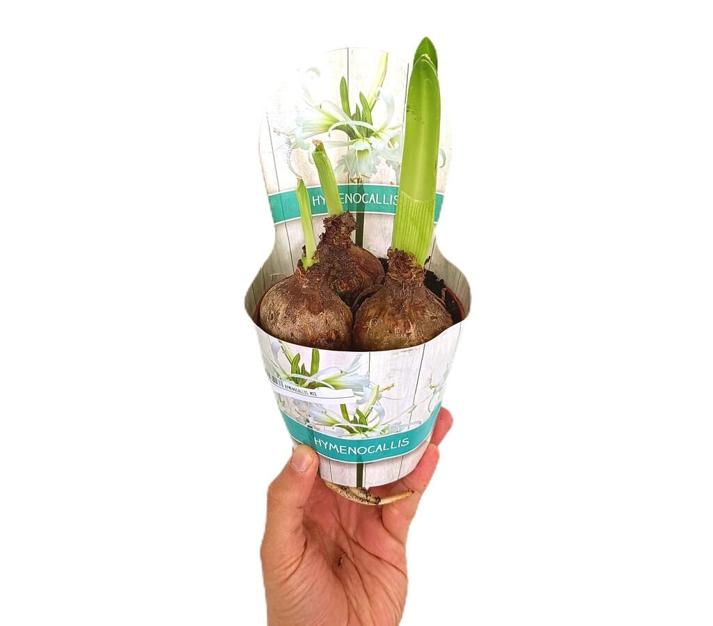 Hymenocallis M12_0