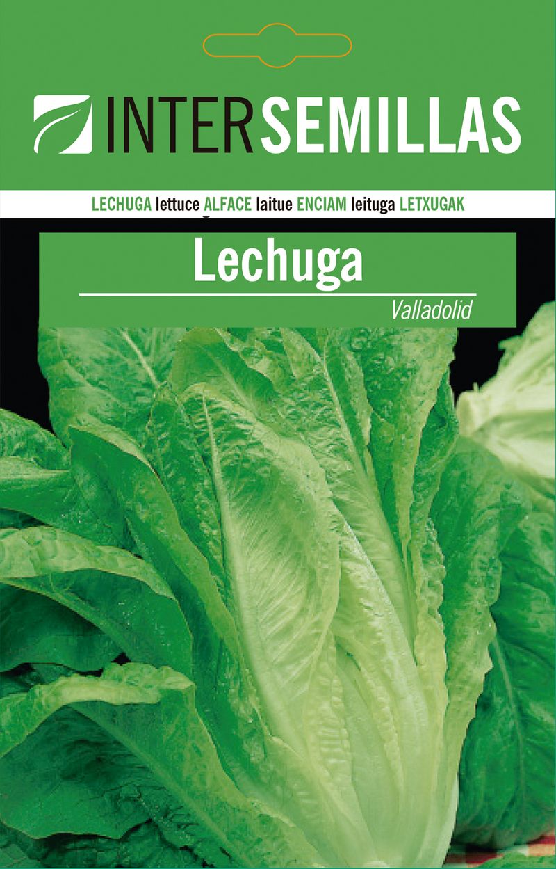 Sobre De Semillas De Lechuga De Valladolid