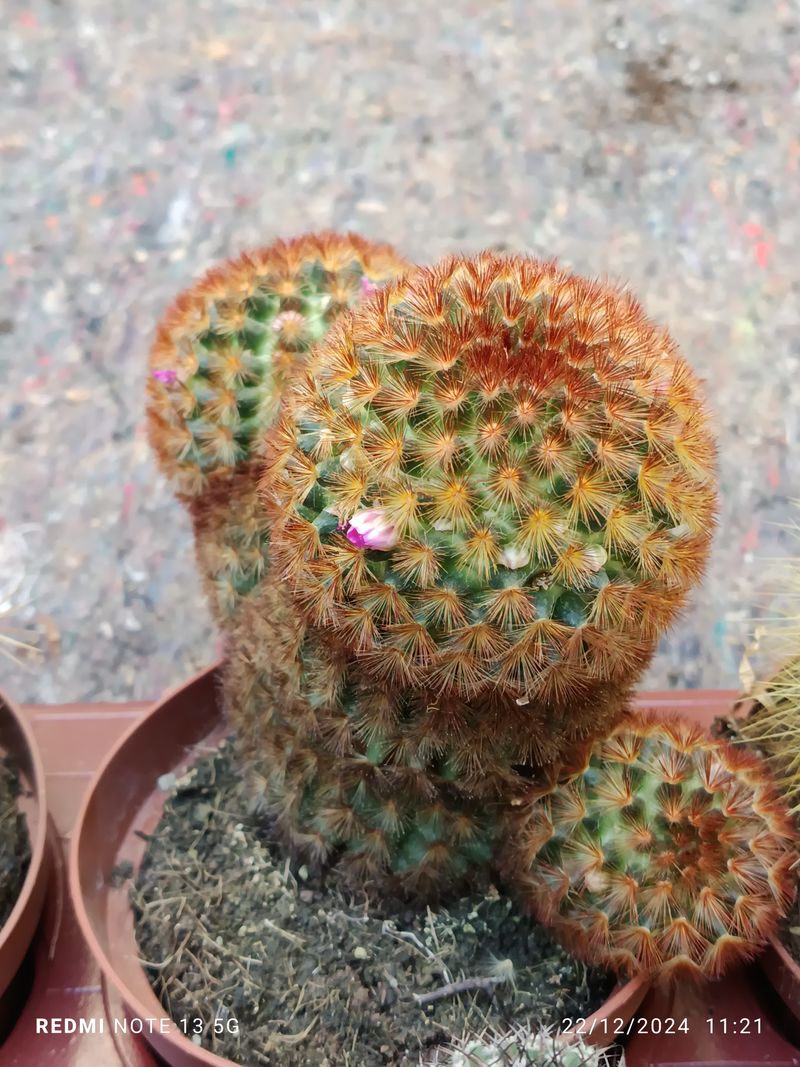 Mammillaria carmenae Cactus Planta Grande Ø13 ROJA