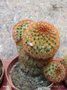 Mammillaria carmenae Cactus Planta Grande Ø13 ROJA