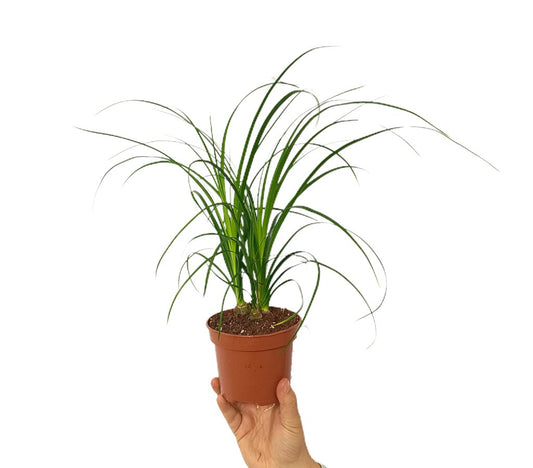 Beaucarnea Nolina M12 (pata De Elefante)