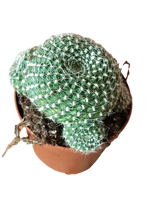 Rebutia Krainziana Cactus Ø5 Cm_0