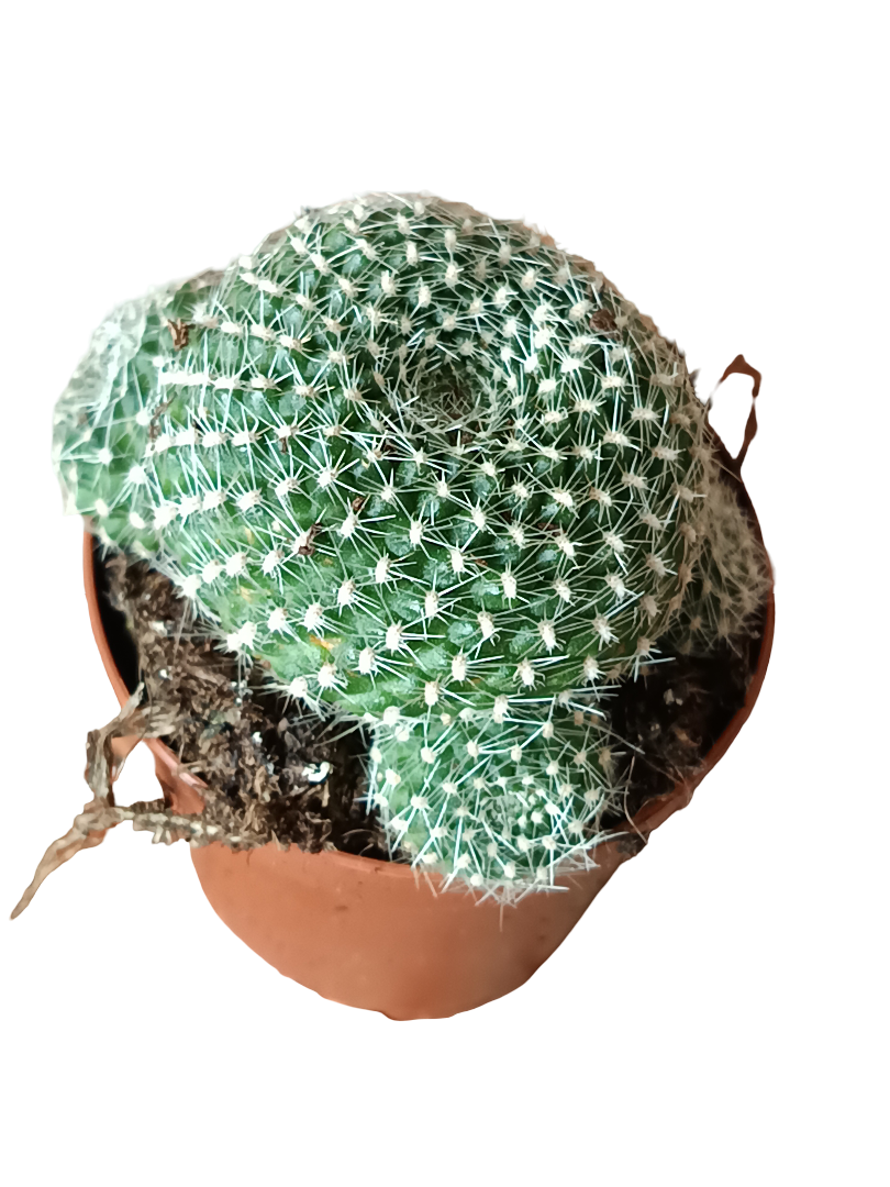 Rebutia Krainziana Cactus Ø5 Cm