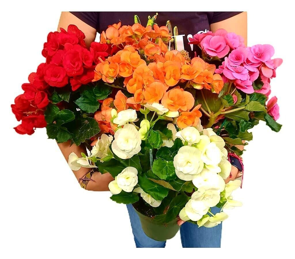 Begonia Eliator M13_0