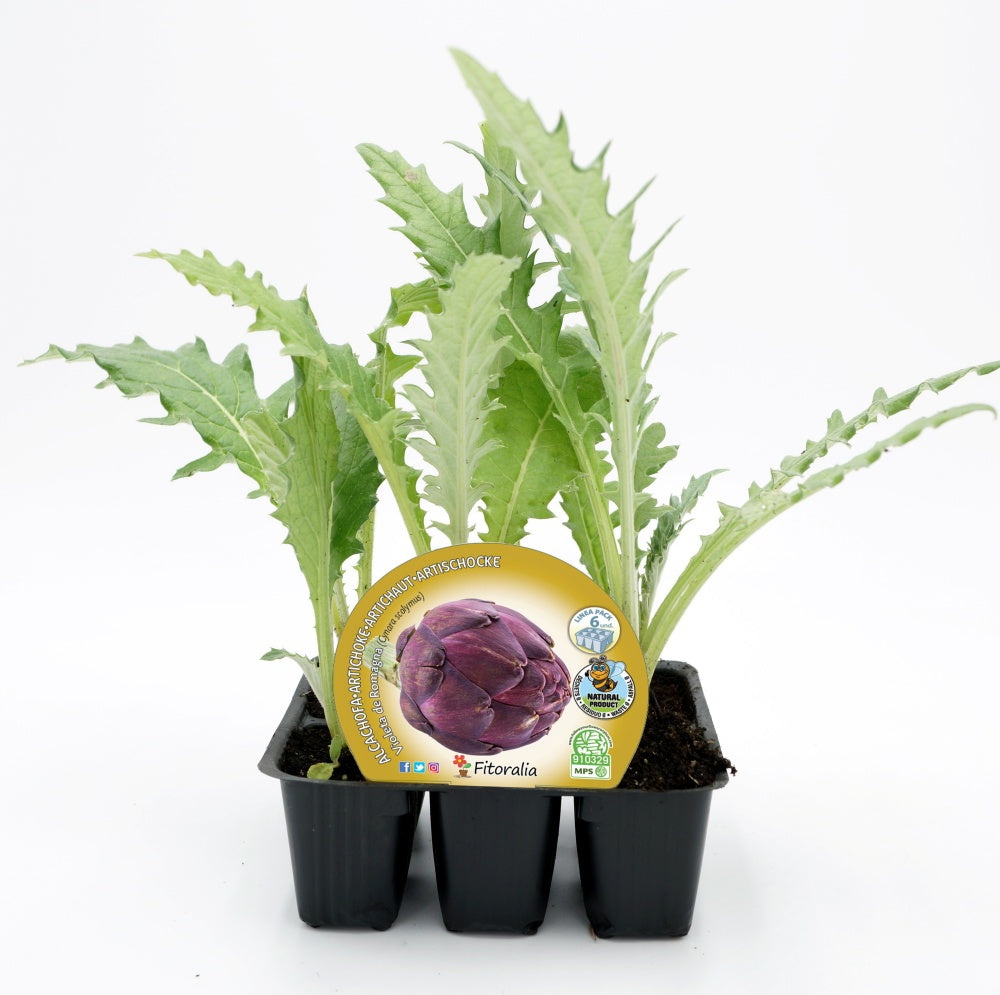 Pack Plantones Alcachofa Violeta De Romagna 6 Ud. Natural - Fitoralia