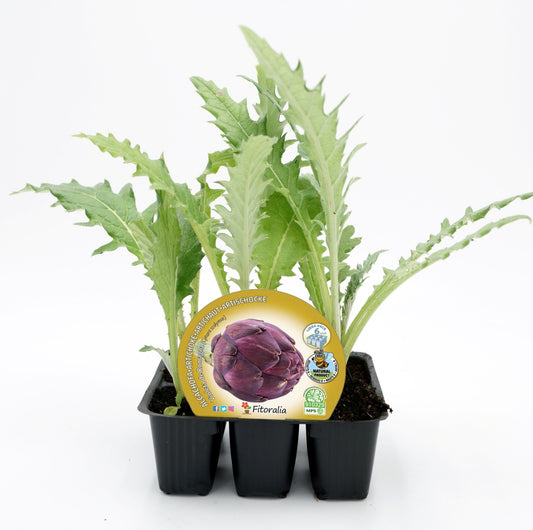 Pack Plantones Alcachofa Violeta De Romagna 6 Ud. Natural - Fitoralia