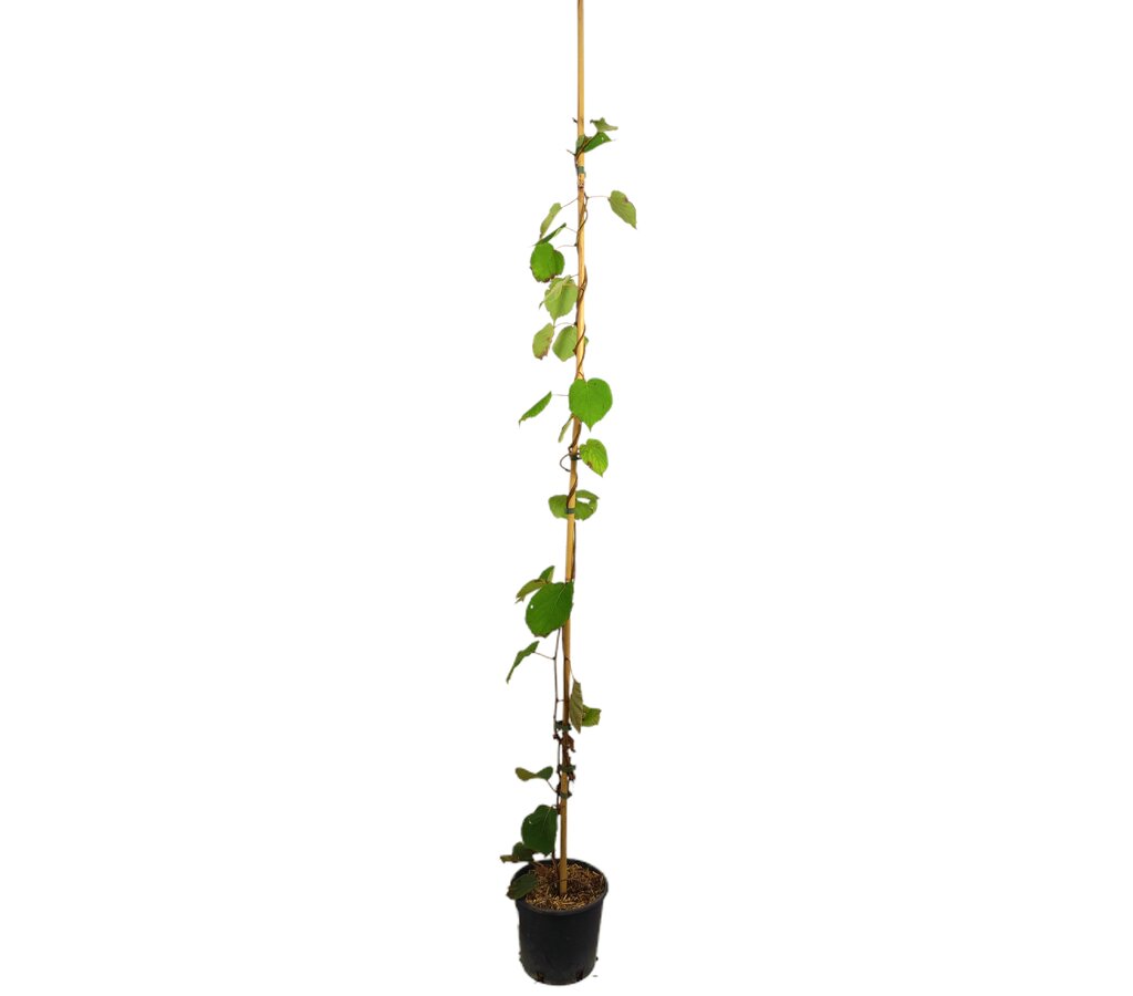 Kiwi Autofertil M18 120cm_0