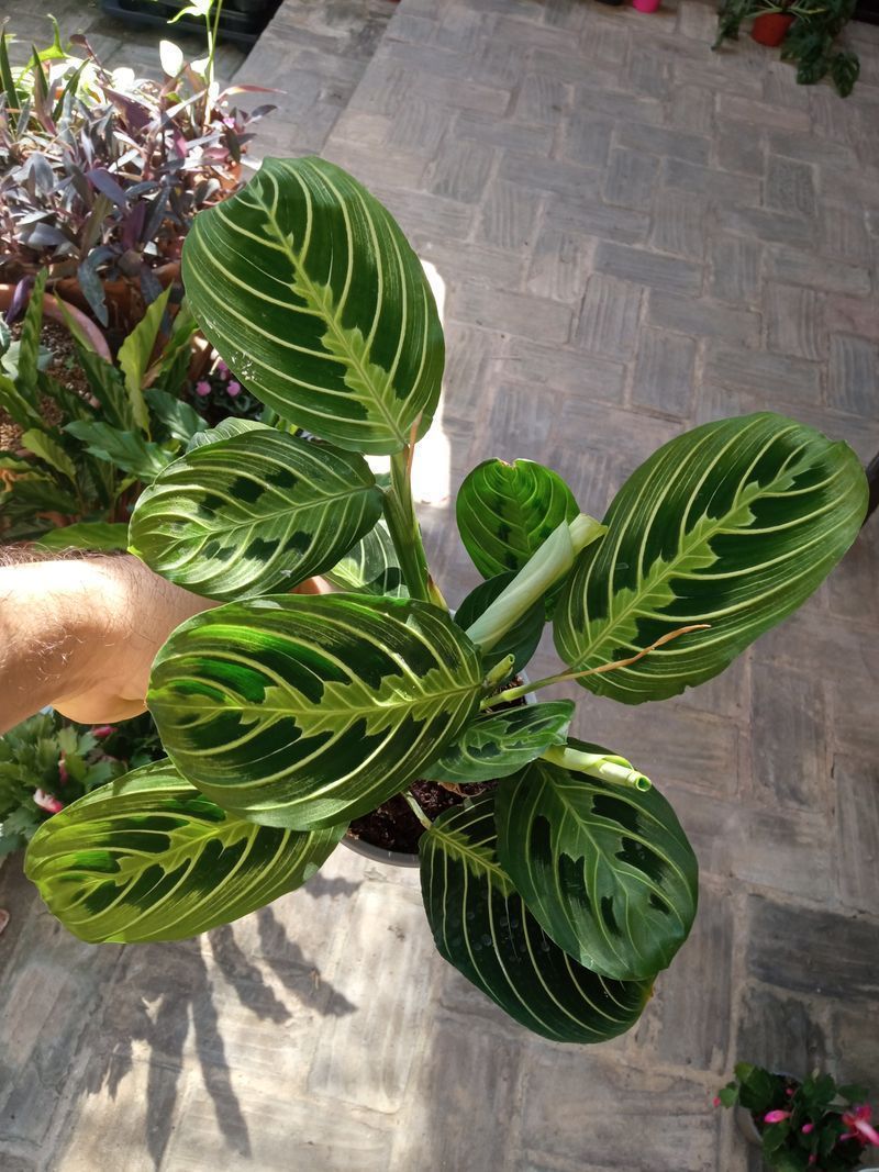 Oferta Maranta Lemon Ø12 Cm 40 Planta De Interior_0