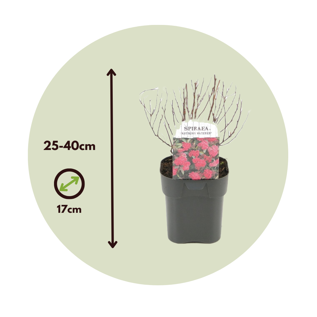 Spiraea Rosada - 4 Pzs - Spiraea Japonica 'dark Pink' - Altura 25-40cm - ⌀17cm_2