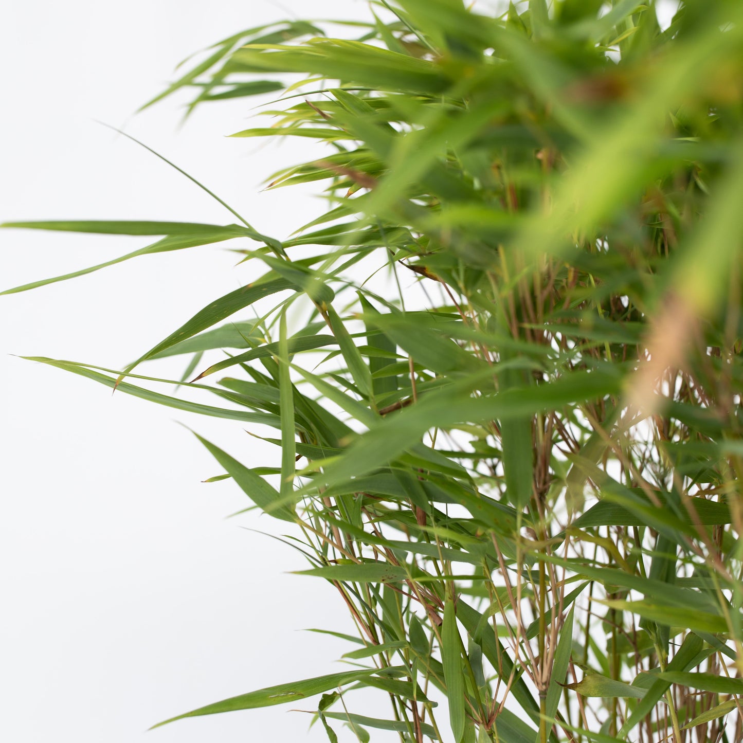 Bambú - 6 Pzs - Fargesia Nitida 'gansu' - Altura 50-70cm - ⌀17cm