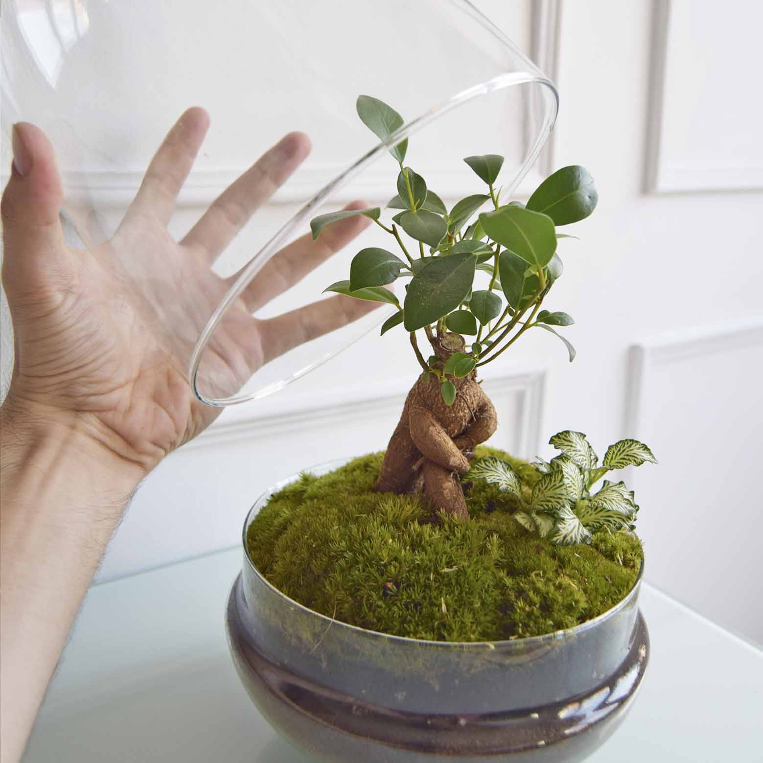 Terrario Mediano H=31 Cm_1