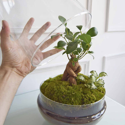 Terrario Mediano H=31 Cm_1