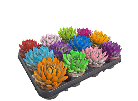 Echeveria Miranda Rainbow M8 (unidad)_0