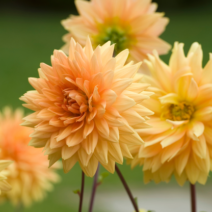 Tubérculos De Dalia - 4 Pzs - Dahlia 'bouqet Sunshine'_3