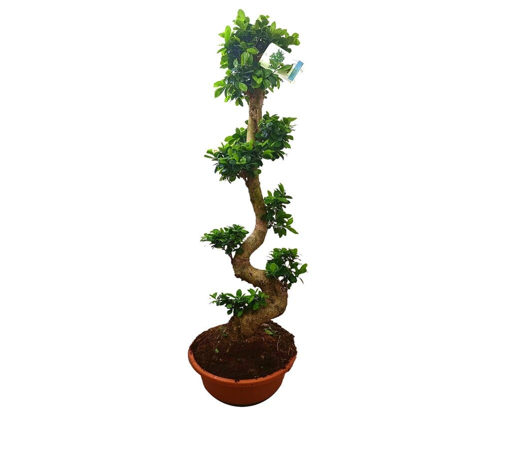 Bonsai Ficus Shape T45 150cm_0