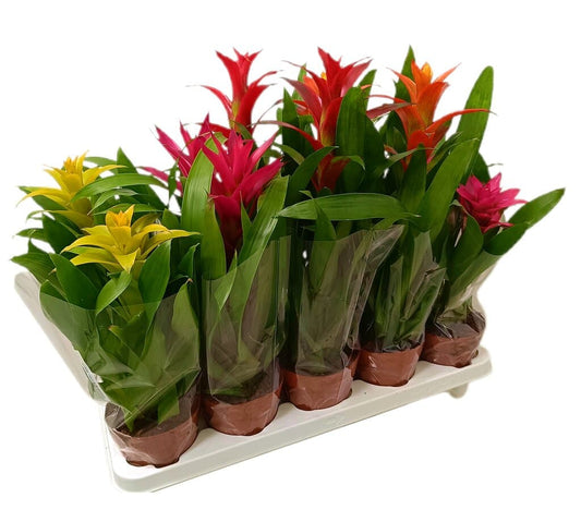 Guzmania Variada M12_0