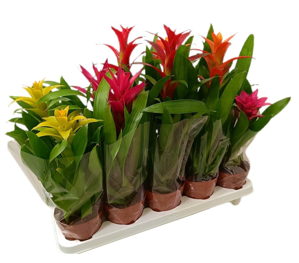 Guzmania Variada M12
